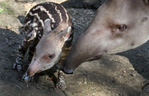 zuid-amerikaanse-tapirkalf-op-de-pampa-foto-artis-ronald-van-weeren