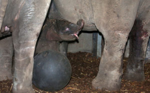 Olifantje geboren in Artis. Foto: Artis Ronald van Weeren