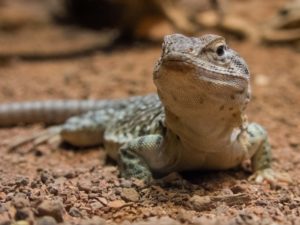 Halsbandleguaan. Foto: DierenPark Amersfoort