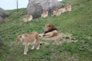 Leeuwenberg in Serenga. Foto: WILDLANDS Adventure Zoo Emmen